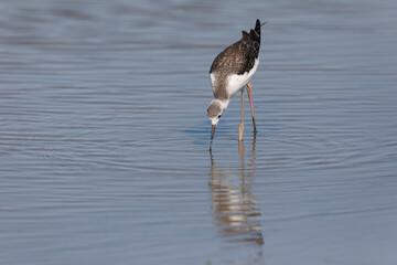 Black-winged Stilt Himantopus himantopus in Camargue, south-eastern France