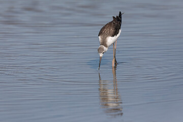 Black-winged Stilt Himantopus himantopus in Camargue, south-eastern France