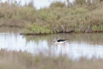 Black-winged Stilt Himantopus himantopus in Camargue, south-eastern France