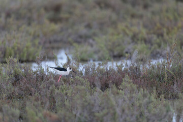 Black-winged Stilt Himantopus himantopus in Camargue, south-eastern France