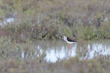 Black-winged Stilt Himantopus himantopus in Camargue, south-eastern France