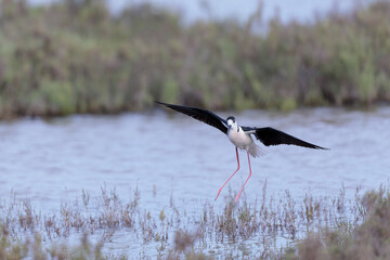 Black-winged Stilt Himantopus himantopus in Camargue, south-eastern France