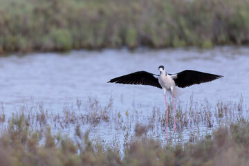 Black-winged Stilt Himantopus himantopus in Camargue, south-eastern France