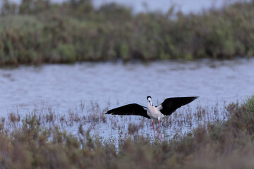 Black-winged Stilt Himantopus himantopus in Camargue, south-eastern France