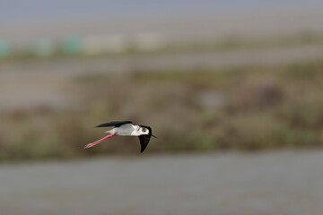Black-winged Stilt Himantopus himantopus in Camargue, south-eastern France