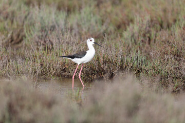 Black-winged Stilt Himantopus himantopus in Camargue, south-eastern France
