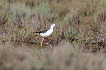 Black-winged Stilt Himantopus himantopus in Camargue, south-eastern France