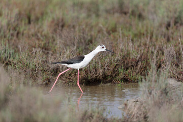 Black-winged Stilt Himantopus himantopus in Camargue, south-eastern France