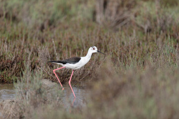 Black-winged Stilt Himantopus himantopus in Camargue, south-eastern France
