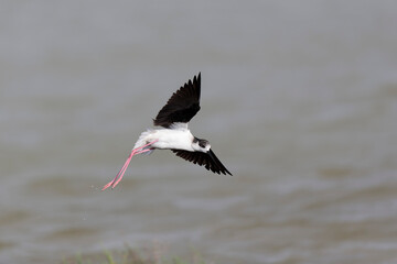 Black-winged Stilt Himantopus himantopus in Camargue, south-eastern France
