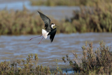 Black-winged Stilt Himantopus himantopus in Camargue, south-eastern France