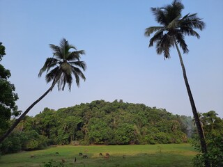 Two palm trees on the field with some clouds on the horizon, coconut tree.