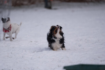 dogs looking skyward for ball