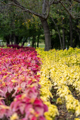 Obraz premium coleus