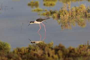Black-winged Stilt Himantopus himantopus in Camargue, south-eastern France