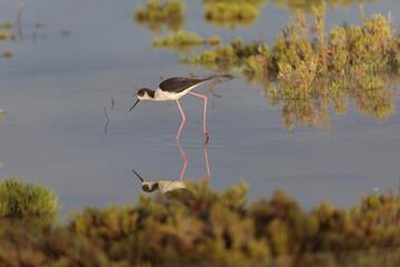 Obraz premium Black-winged Stilt Himantopus himantopus in Camargue, south-eastern France