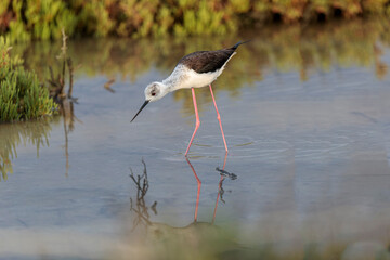 Black-winged Stilt Himantopus himantopus in Camargue, south-eastern France