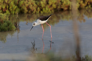 Black-winged Stilt Himantopus himantopus in Camargue, south-eastern France