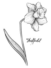 Daffodil, hand drawn vector monochrome illustration