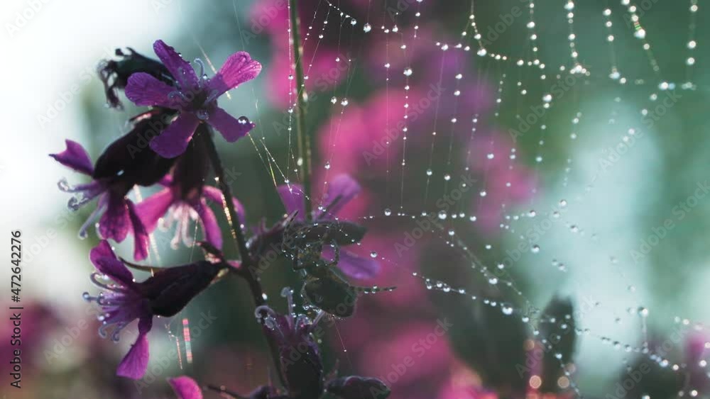 Poster a large patterned web with water droplets. creative. a beautiful spider web with a small black fluff