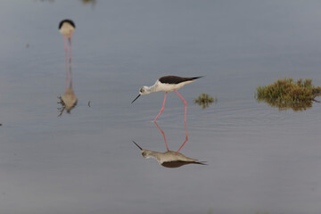 Black-winged Stilt Himantopus himantopus in Camargue, south-eastern France
