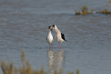 Black-winged Stilt Himantopus himantopus in Camargue, south-eastern France