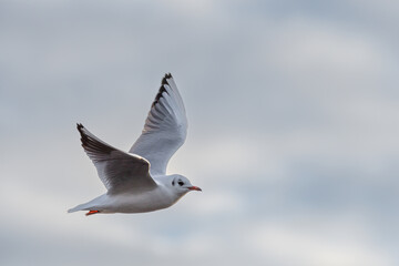 Black-Headed Gulls on a frozen pond during winter. Non breeding adult Black Headed Gull
