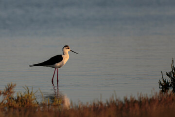 Black-winged Stilt Himantopus himantopus in Camargue, south-eastern France