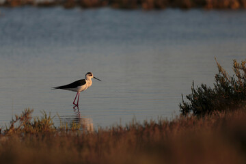 Black-winged Stilt Himantopus himantopus in Camargue, south-eastern France