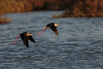 Black-winged Stilt Himantopus himantopus in Camargue, south-eastern France
