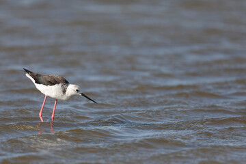 Black-winged Stilt Himantopus himantopus in Camargue, south-eastern France
