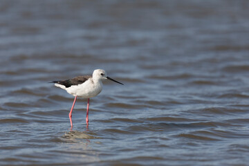 Black-winged Stilt Himantopus himantopus in Camargue, south-eastern France