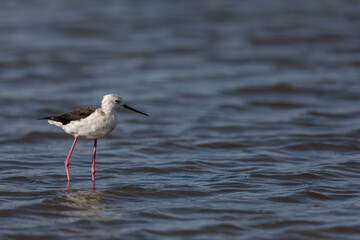 Black-winged Stilt Himantopus himantopus in Camargue, south-eastern France