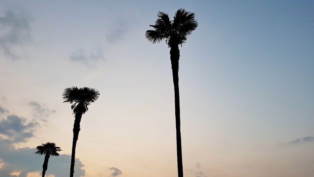 Low angle view of palm trees at sunset. Copy space.