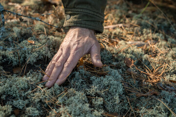 Man touching with his hand to the moss while walking through the autumn forest
