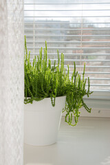 Tropical succulent plant on a sunny windowsill. Home floriculture concept.