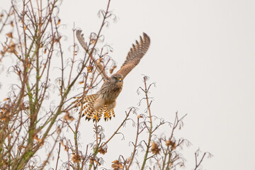 Common kestrel (Falco tinnunculus) a small UK bird of prey, taking off from a tree