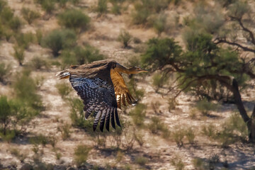 Kori bustard in flight with natural background n Kgalagadi transfrontier park, South Africa ; Specie Ardeotis kori family of Otididae