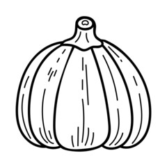 Doodle Halloween pumpkin. Vector autumn element. Line drawn horror holiday symbol. Raw vegetables in black outline. Vegetarian farm ingredient.