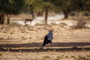 Secretary bird resting in shadow tree in Kgalagadi transfrontier park, South Africa; specie Sagittarius serpentarius family of Sagittariidae