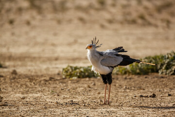 Secretary bird walking in dry land habitat in Kgalagadi transfrontier park, South Africa; specie Sagittarius serpentarius family of Sagittariidae