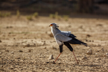 Obraz premium Secretary bird walking in dry land habitat in Kgalagadi transfrontier park, South Africa; specie Sagittarius serpentarius family of Sagittariidae