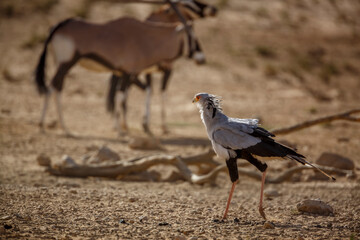 Secretary bird walking in dry land with oryx in bacground in Kgalagadi transfrontier park, South Africa; specie Sagittarius serpentarius family of Sagittariidae