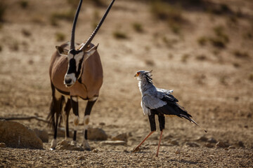 Secretary bird with oryx in background in Kgalagadi transfrontier park, South Africa; specie Sagittarius serpentarius family of Sagittariidae