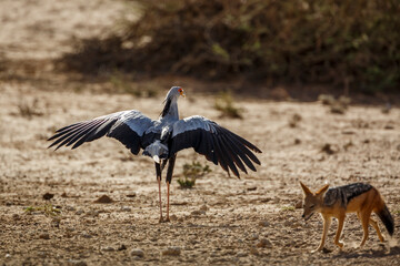 Secretary bird spread wings with black backed jackal in foregrounc in Kgalagadi transfrontier park, South Africa; specie Sagittarius serpentarius family of Sagittariidae