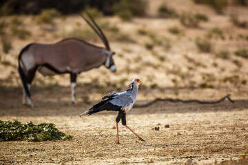 Secretary bird with oryx in background in Kgalagadi transfrontier park, South Africa; specie Sagittarius serpentarius family of Sagittariidae