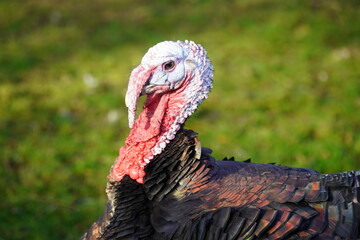 The domestic turkey (Meleagris gallopavo domesticus) is a large fowl. Portrait of a turkey spending...
