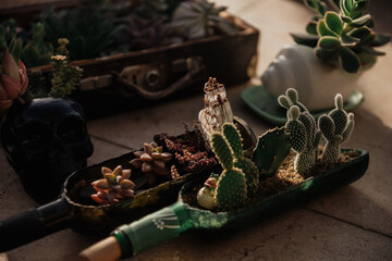 still life with herbs