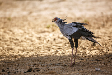 Secretary bird eating a lizard in Kgalagadi transfrontier park, South Africa; specie Sagittarius serpentarius family of Sagittariidae