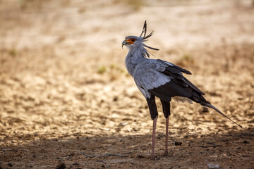 Secretary bird in Kgalagadi transfrontier park, South Africa; specie Sagittarius serpentarius family of Sagittariidae